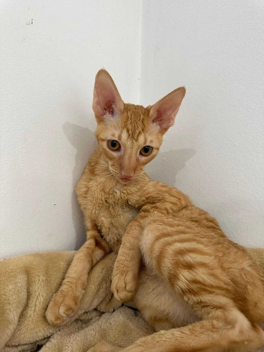 CORNISH REX - Dostępny kocurek o imieniu GANDALF Hodowla: MatiMalwa*PL