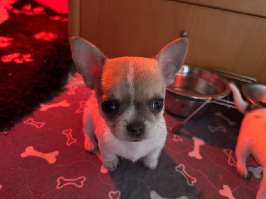 Chihuahua macho pelo curto