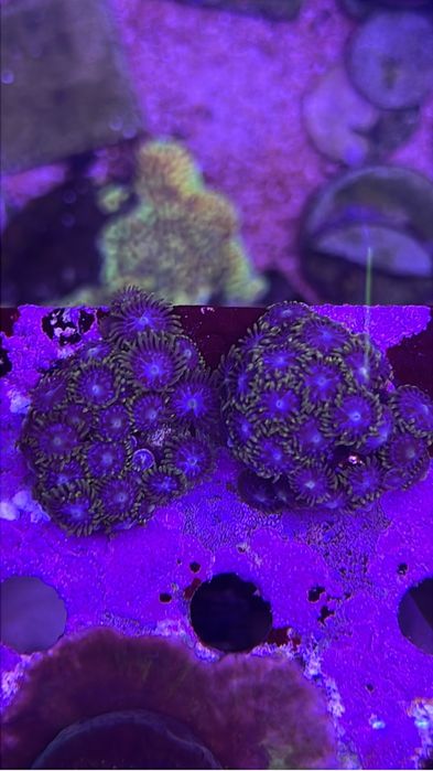 Corais baratos aquario agua salgada