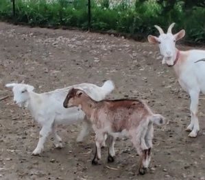 Sprzedam kozy z mlekiem