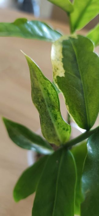 Zamioculcas Wild Form Variegata