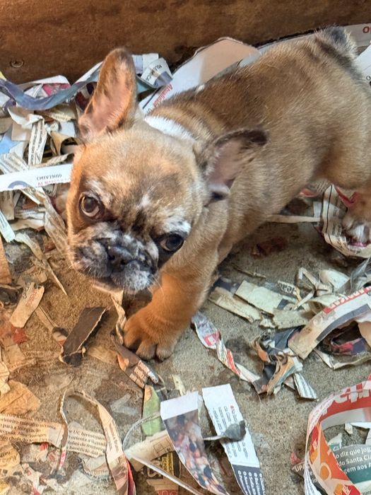 Buldogue Francês Menino Merle