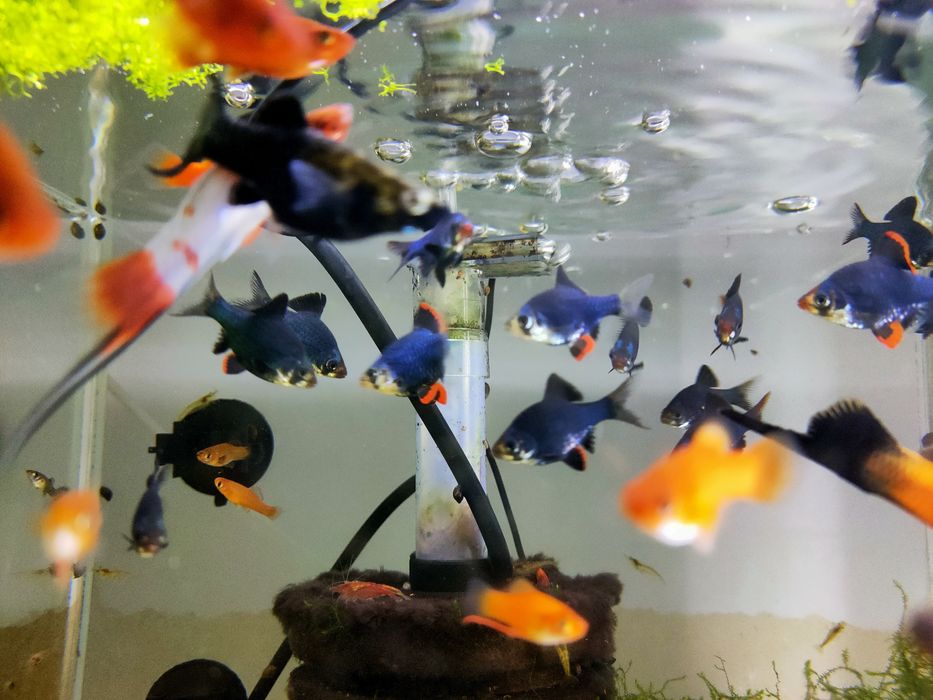 Brzanka  mszysta/sumatrzańska