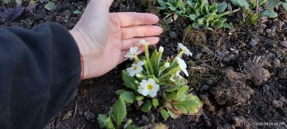 Продам примули баторічні