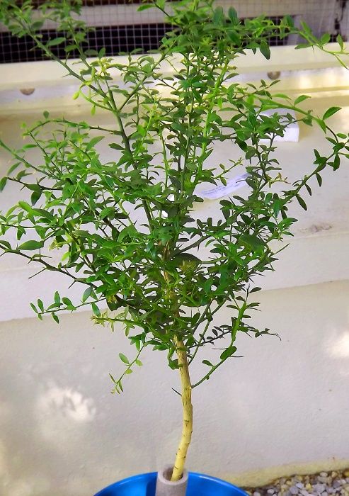 3 Árvores Limoeiros, Limão Caviar + Yuzu + Mão de Buda -Portes Gratis!