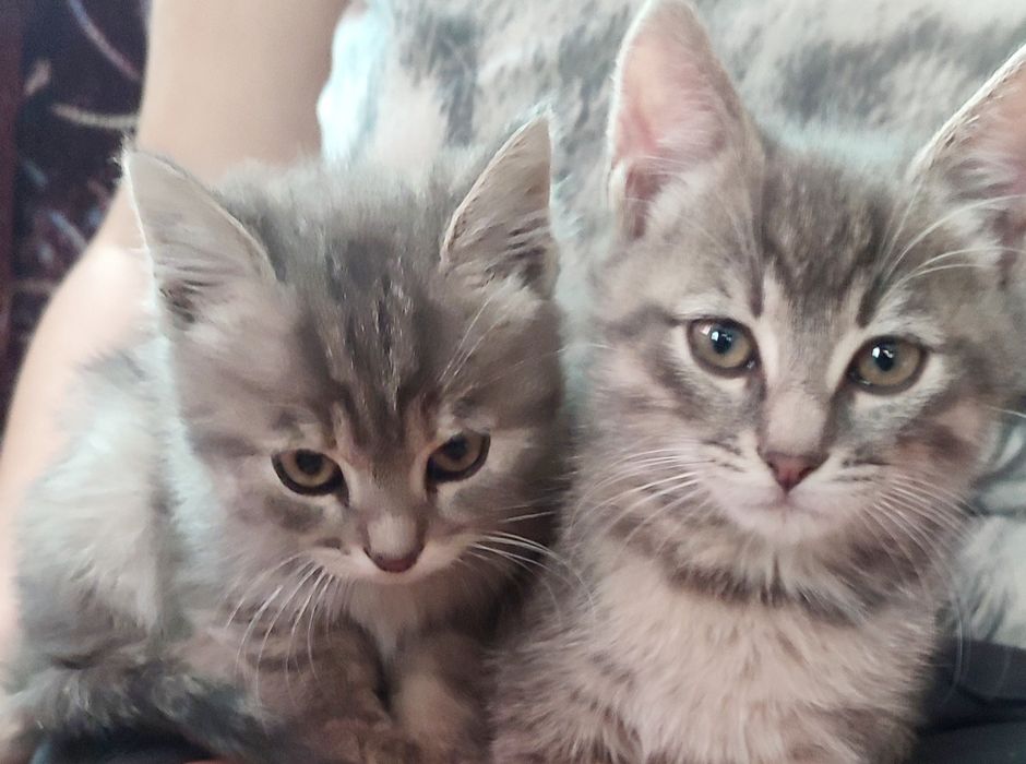 Котята, кошенята 3,5  місяці