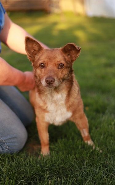 Kochana, łagodna i ułożona sunia szuka domu, do adopcji