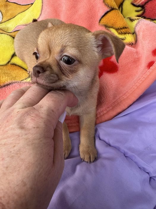 Chihuahua piesek