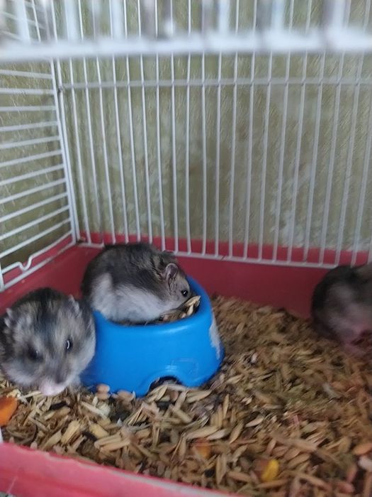 Джунгарик Кременчуг