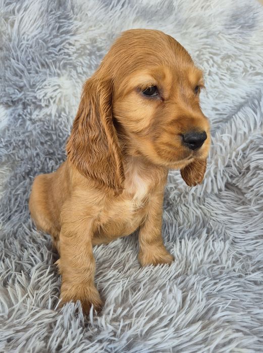 Cocker spaniel suczka 4
