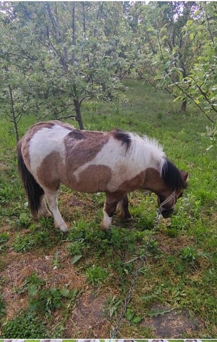 Поні жеребчик 2 роки
