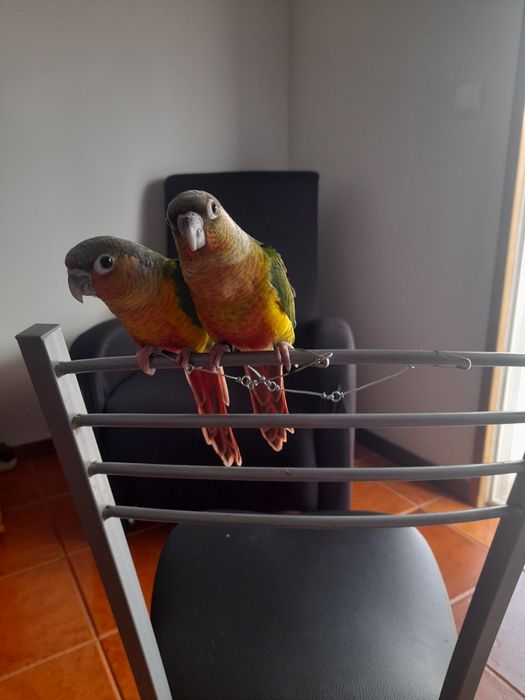 Pirruas domesticadas em poleiro.