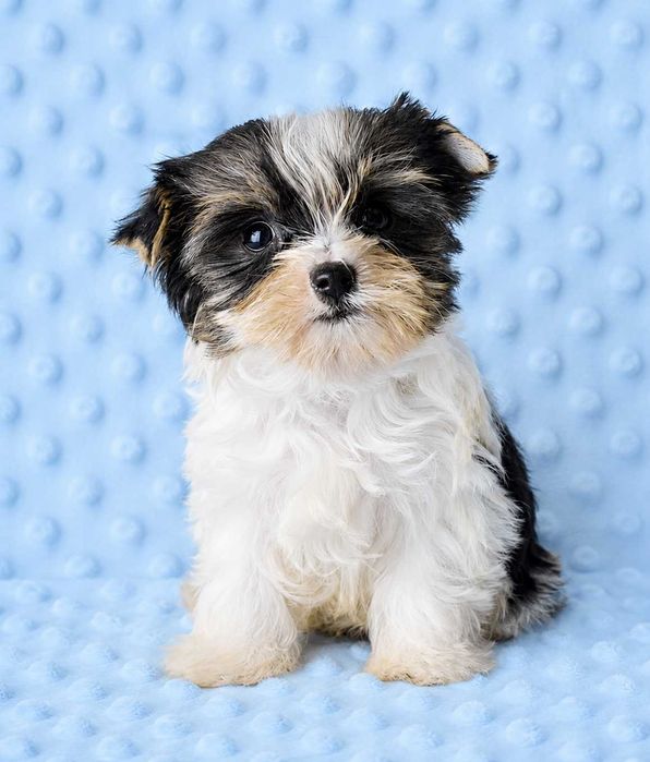 Colorful Yorkshire Terrier Biewer piesek Diego rodowód