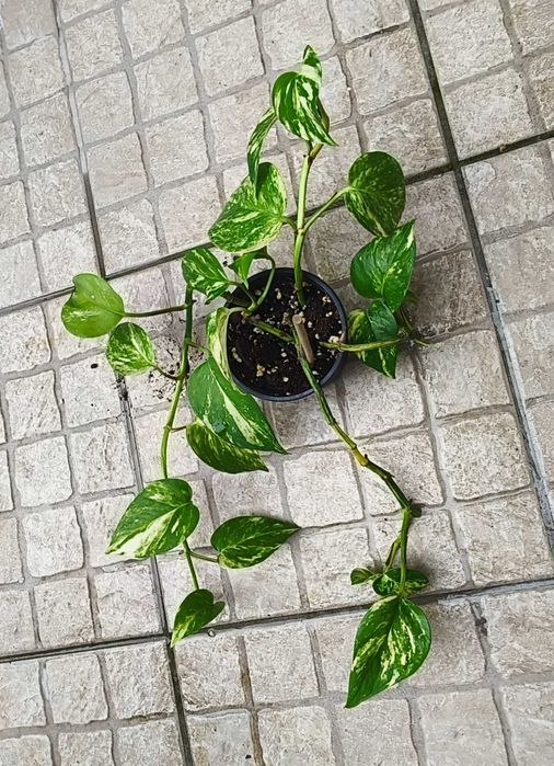Planta Scindapsus Marble