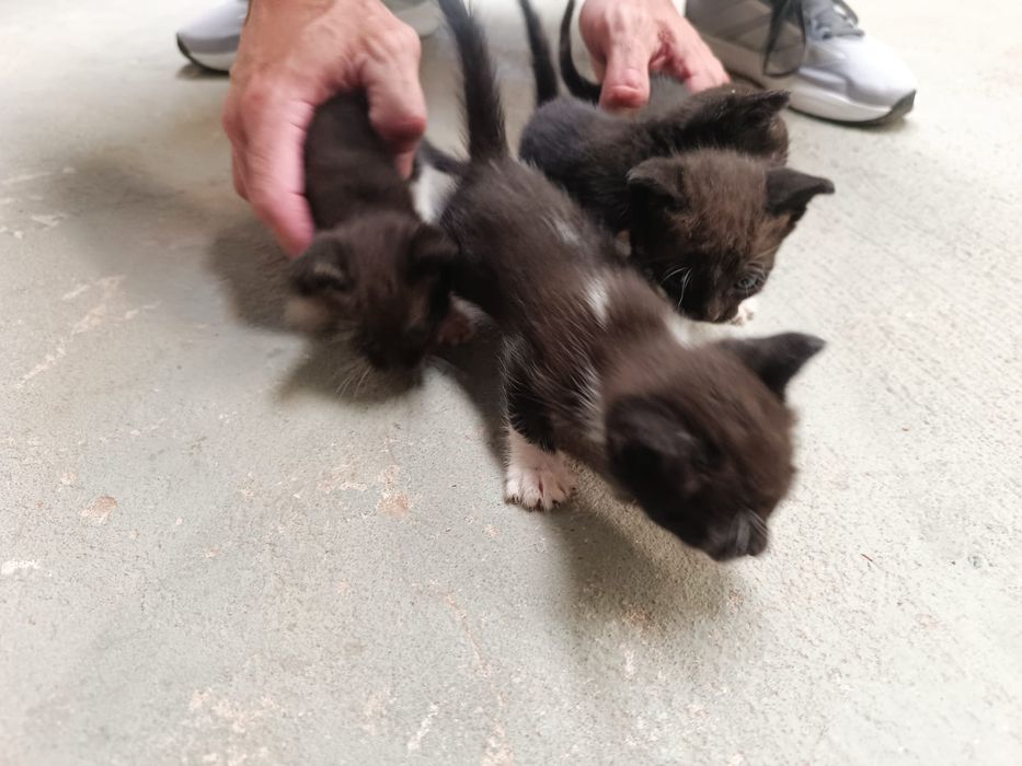 Gatinhas para doação