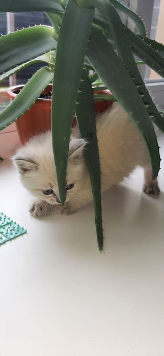 Котенок Британская Блю Поинт