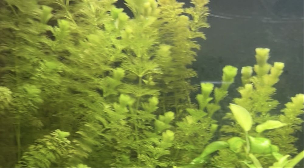 Plantas para aquario envio