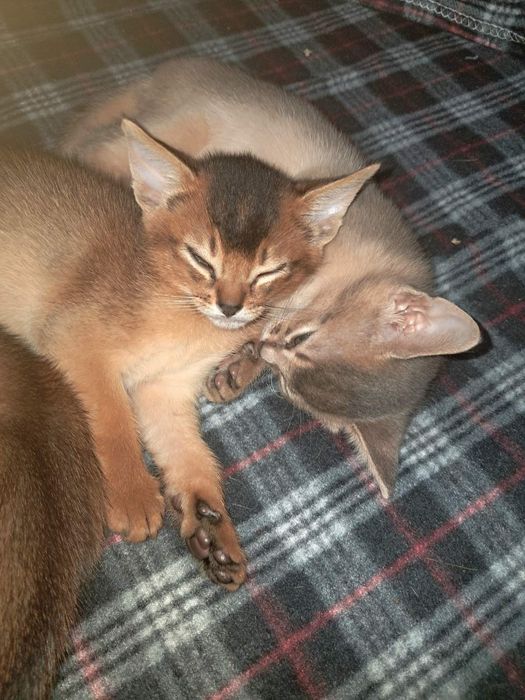 Абісинськи кошенята