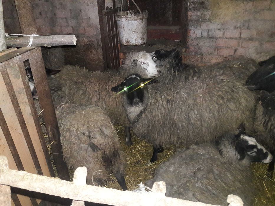 Вівці продам 7 овець вагітних один баран