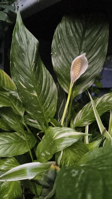 Duży piękny Skrzydłokwiat Variegata 'Diamond' Spathiphyllum