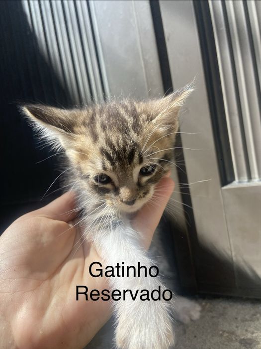 5 Gatinhos à Procura de um Lar Amoroso