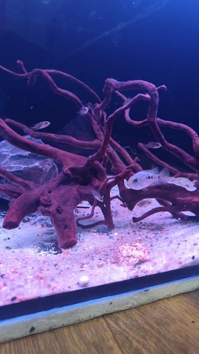 Pielęgnica herichthys carpintis escondido