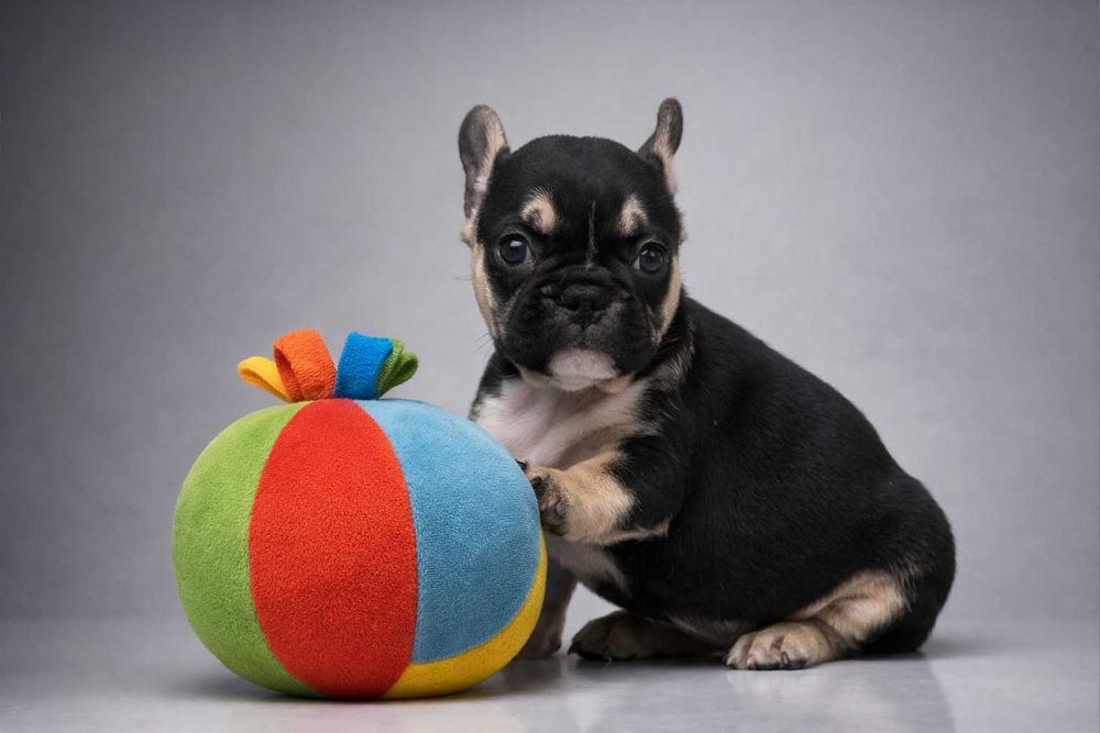 Дівчинка французького бульдога триколорна