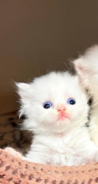 Kotka brytyjska długowłosa biała z heterochromią WCF