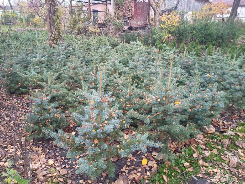 ЯЛИНИ Блакитні зелені. Туї колумни недорого Декоративні рослини