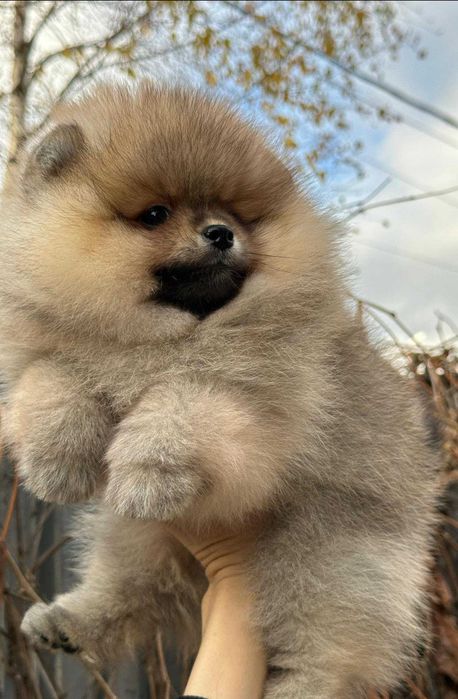 Spitz Alemão Anão/ou Lulu da Pomerânia LARANJA  com   LOP e AFIXO
