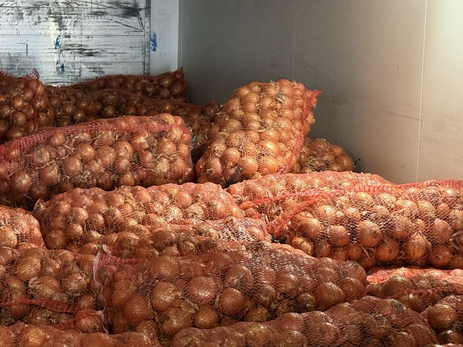 Продам Лук (цибуля)