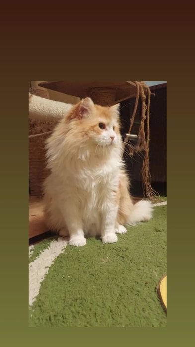 Отдам рыжего пушистого кота, кастрирован, 3 года
