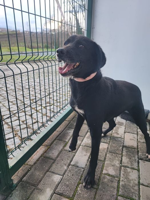 Cadelinha para adopção