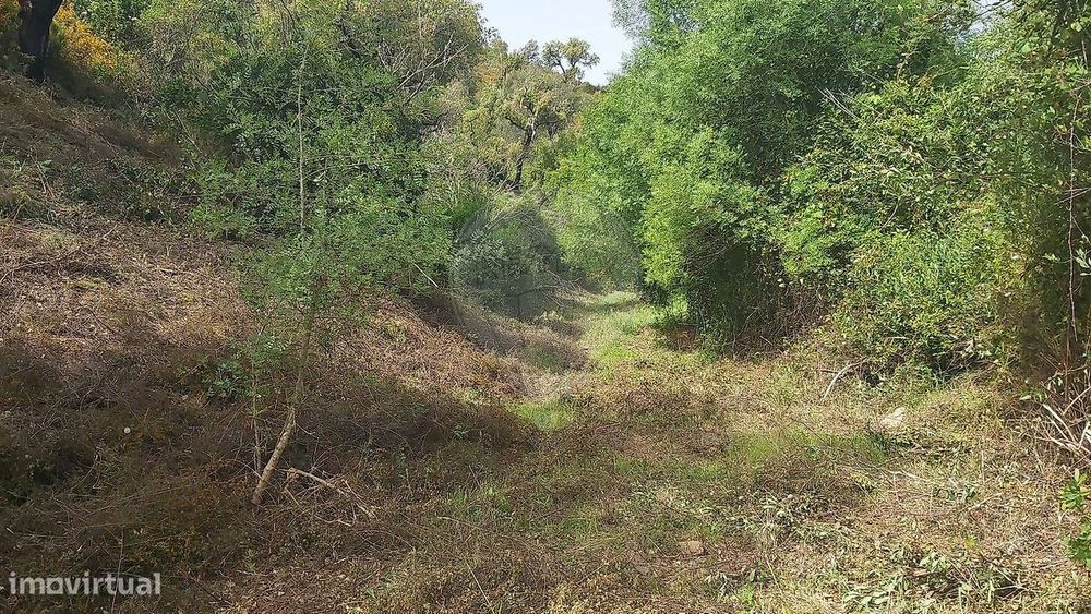 Terreno  para venda — São Bartolomeu de Messines, Faro