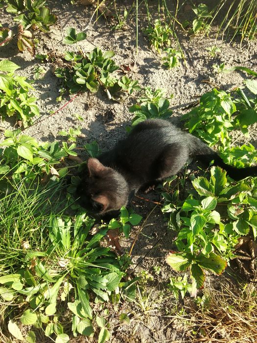 Oddam kota Lio czarny z wyprawką 100pln + zabawki