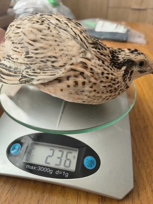 Ovos para incubação e consumo (codorniz gigante)
