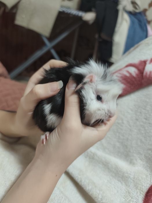 Малюк морської свинки породи Розетка,1 місяць