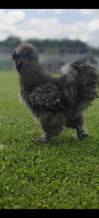 Silki kochin karzełek