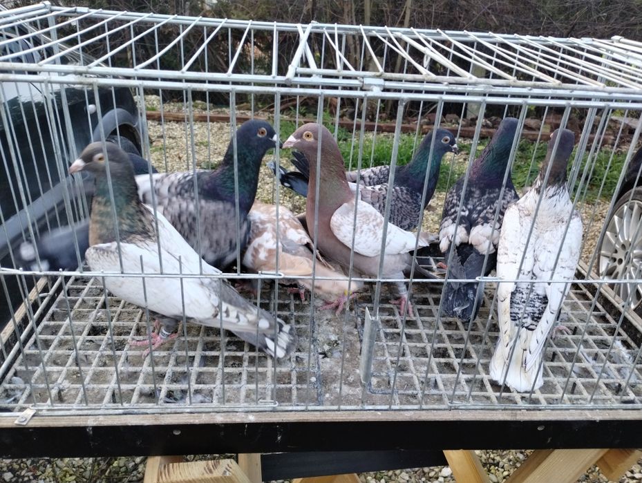 Sprzedam gołębie frill