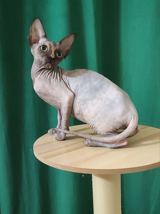 Неймовірна красунечка дівчинка черепахового окрасу з великими очима