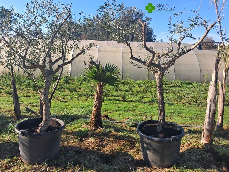 Oliveiras a Bom Preço