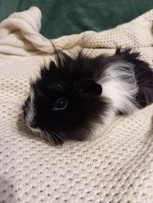 Świnka morska - samczyk