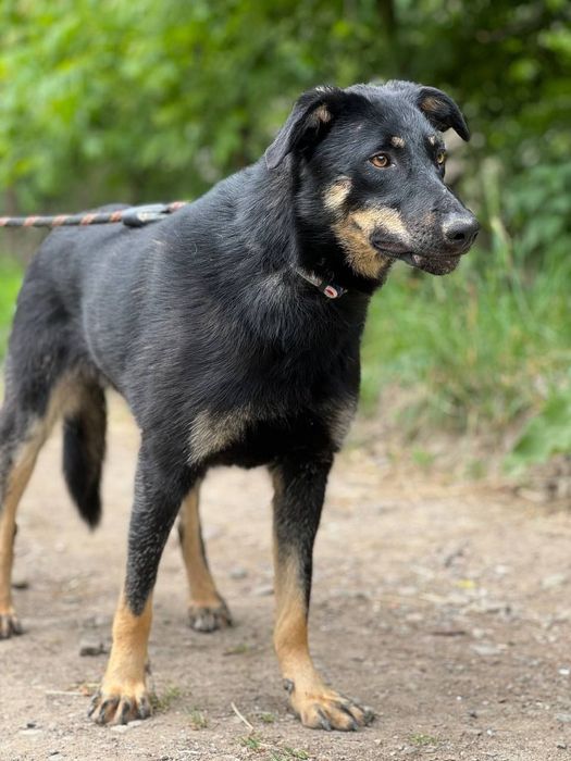 Собачка метис босерона безкоштовно