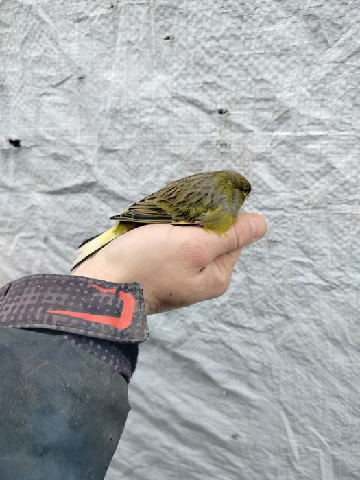 Kanarki 2025 młodzież