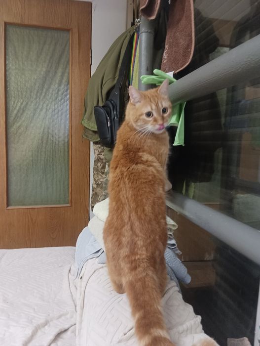 Отдам кота в хорошие руки