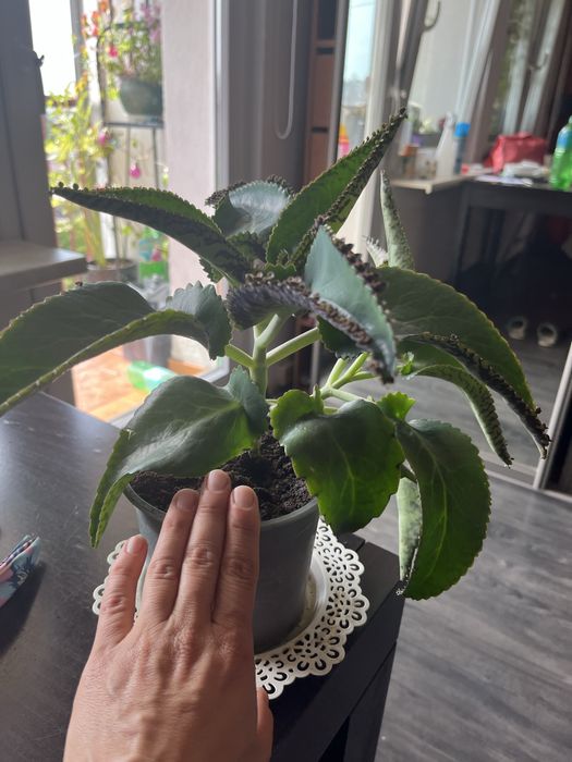 Sadzonki żyworódki z zarodnikami - bardzo duże