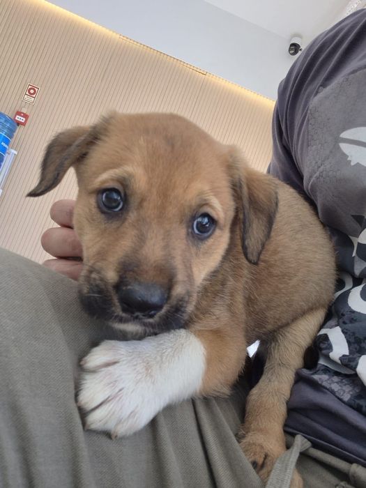 Cães bebés para adoção responsável