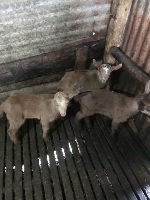 vendo  3 cabritas para acabar de criar 35