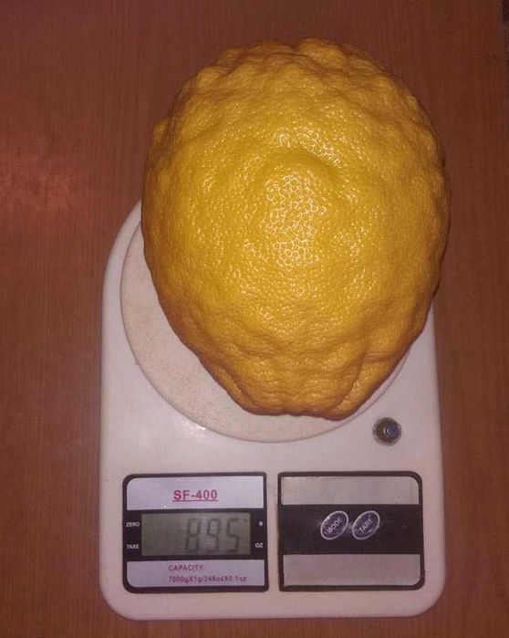 Лимон Кімнатний Крупноплідний Саджанці. Інжир. Ожина. Самшит.