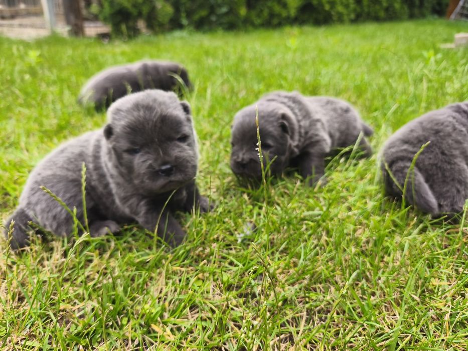 Chow chow niebieski